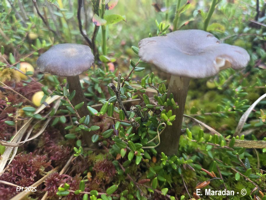 Entoloma elodes